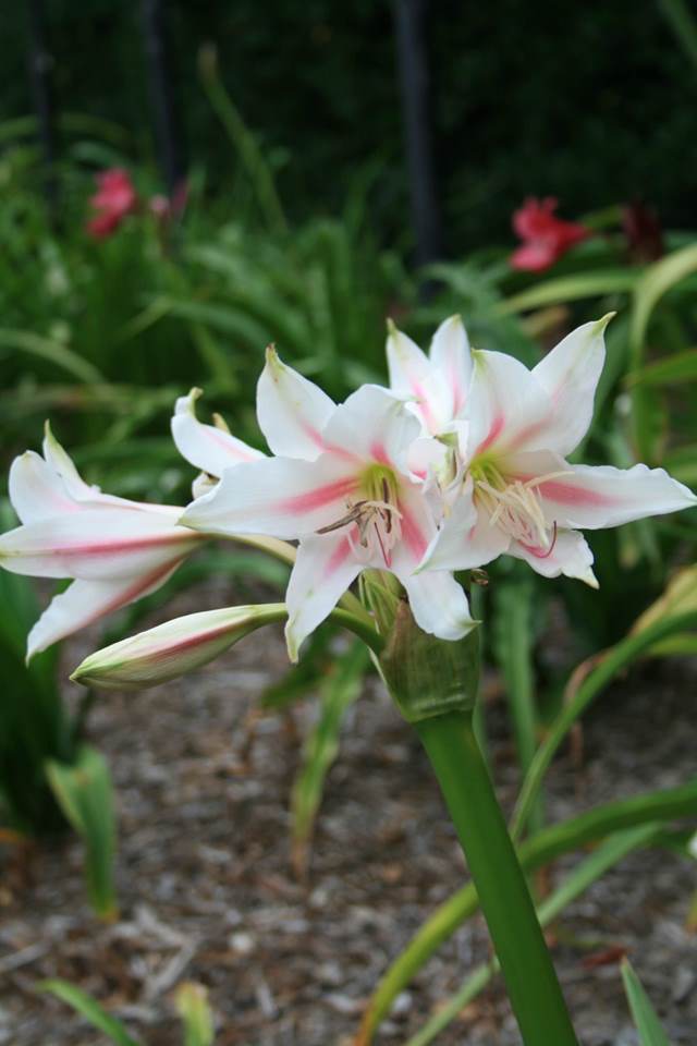 Crinum 'Bambino' - a Dave Lehmiller hybrid of Crinum bulbispermum x (americanum x moorei) @ JLBG (Avent)
