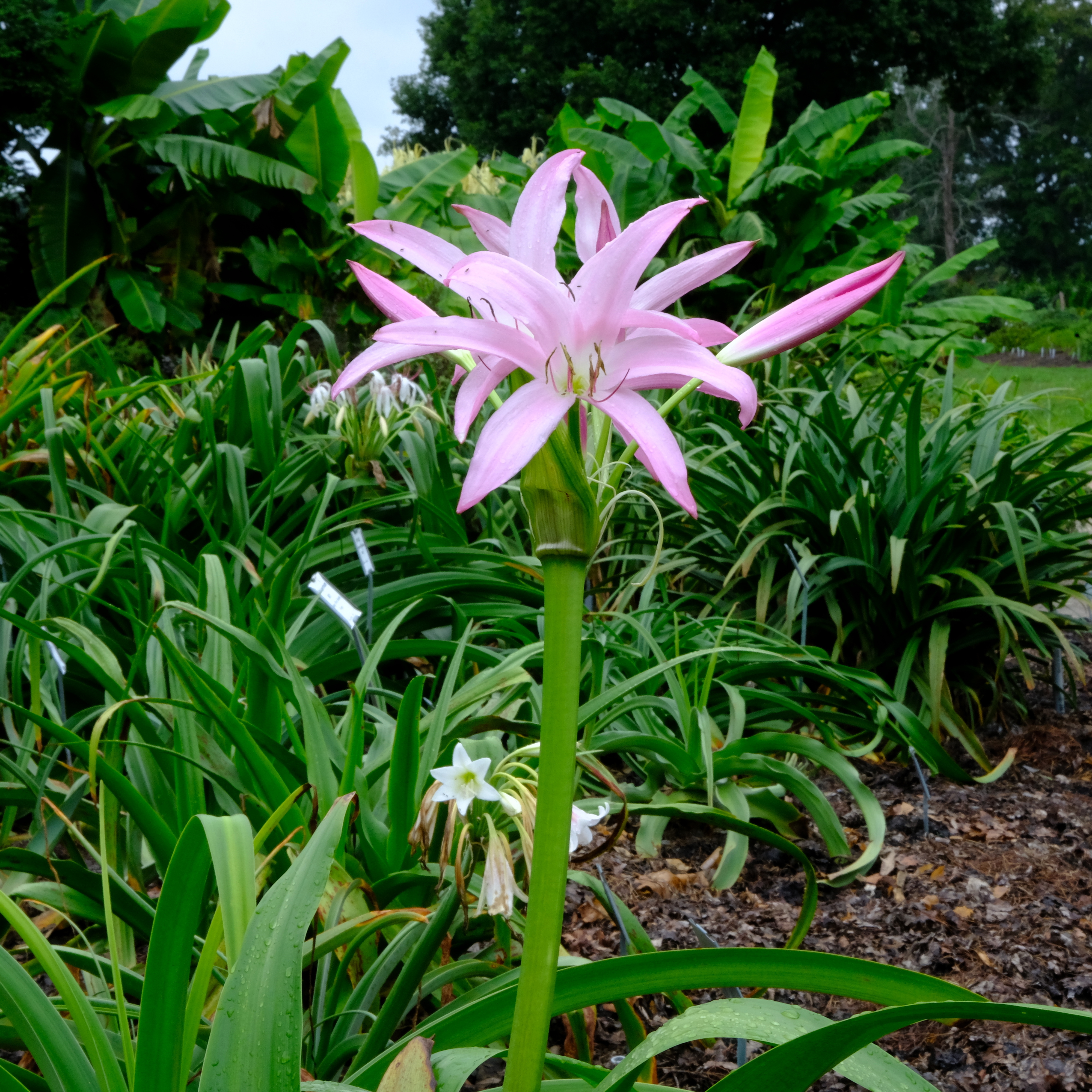 Crinum 'Captivating' @ JLBG
