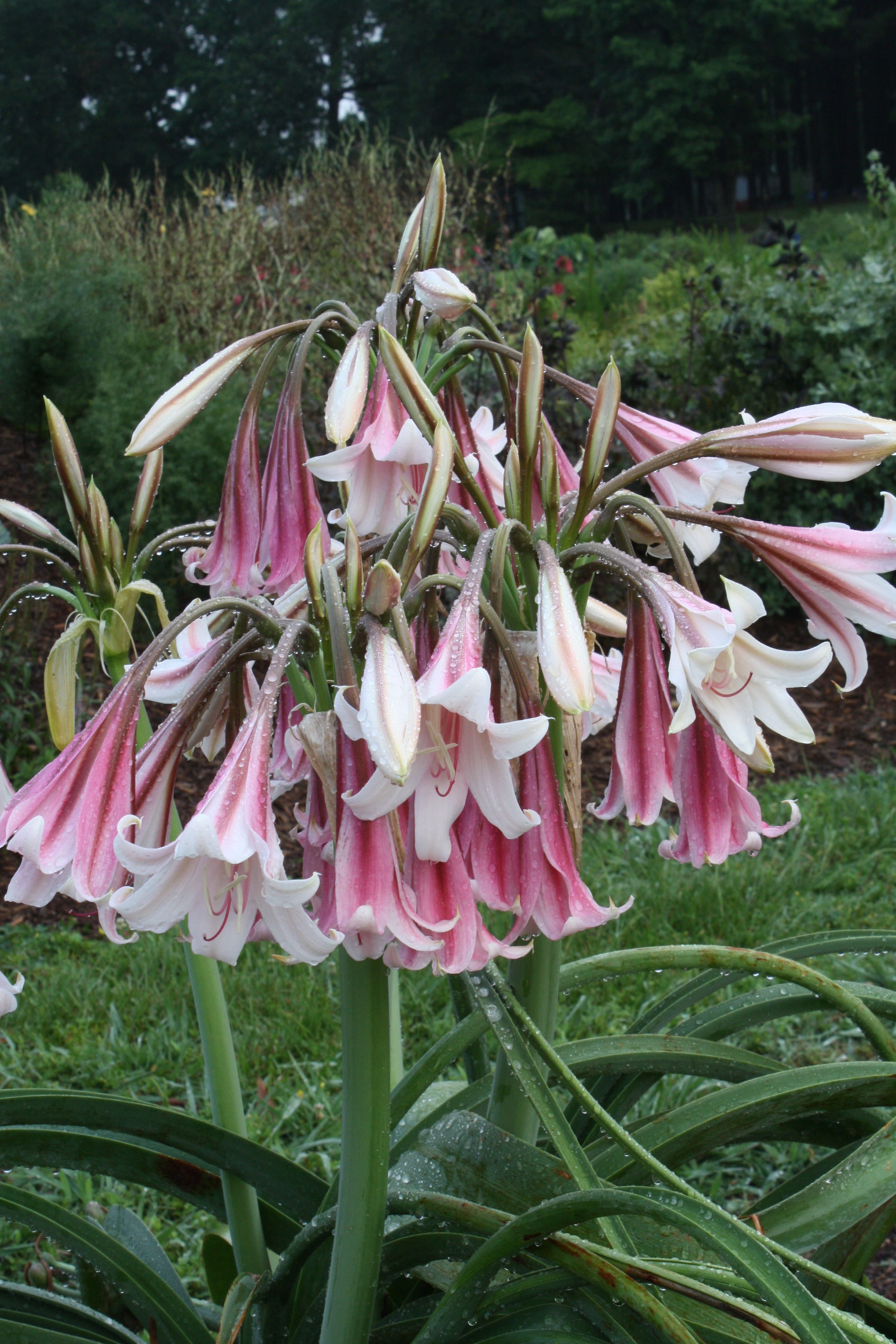 Crinum Cheers aka; PDN062 @ JLBG - a PDN/JLBG selection of a Jim Shields cross of Crinum variabile x bulbispermum