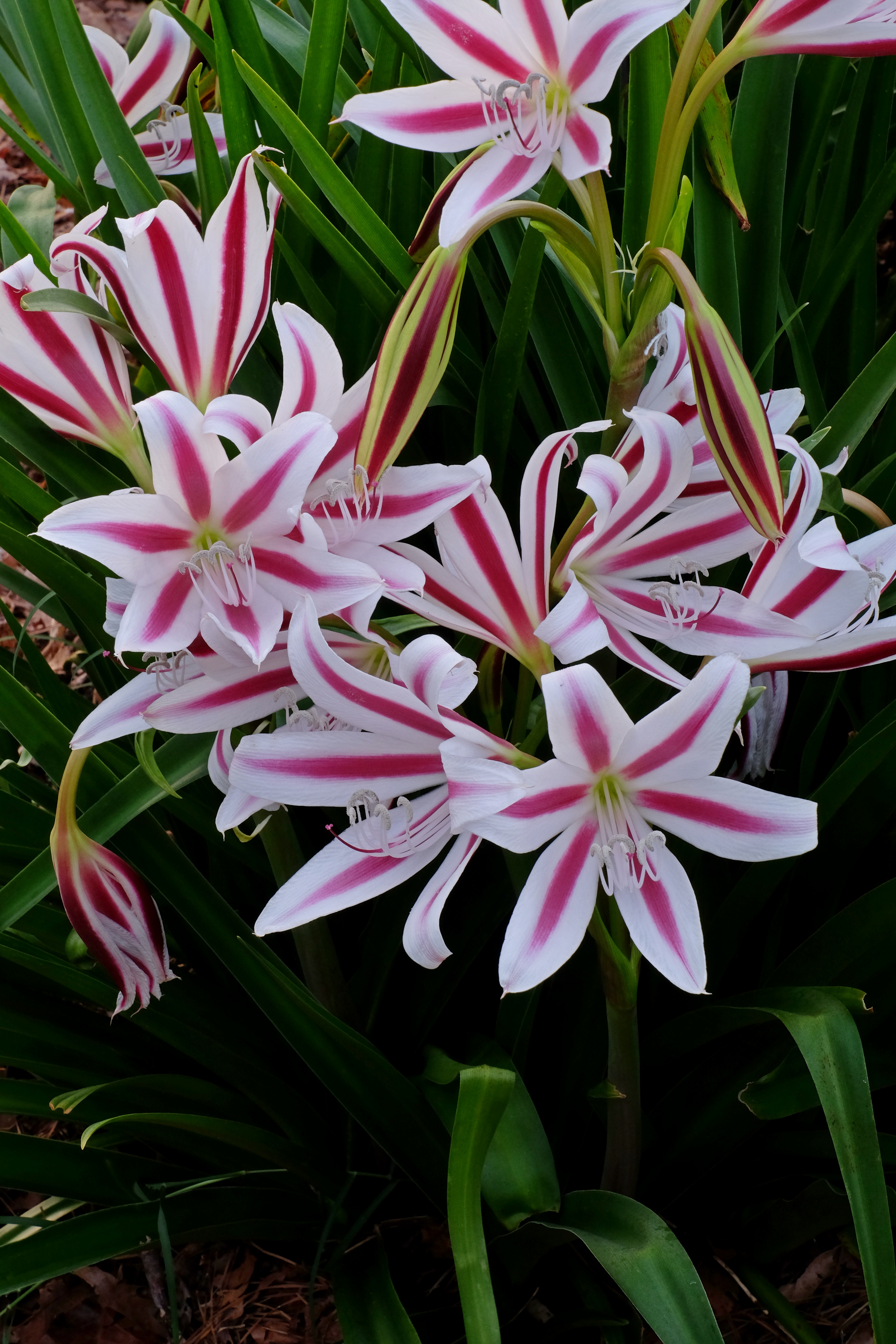 Crinum 'Cintho Alpha' @ JLBG