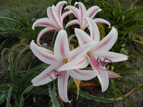 Crinum 'Crisscross' - a Dave Lehmiller hybrid of Crinum paludosum x (lugardiae x scabrum) @ Dees Gdn (G Dees)