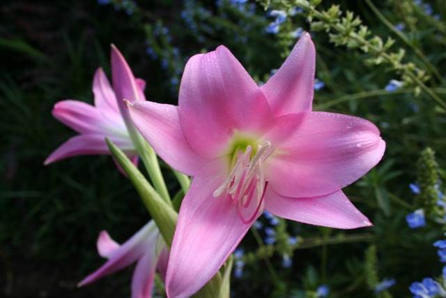Crinum 'Eagle Rock' - discovered by Joe Werling in a garden in Eagle Rock, CA - a C. bulbispermum hybrid (A Cabe)