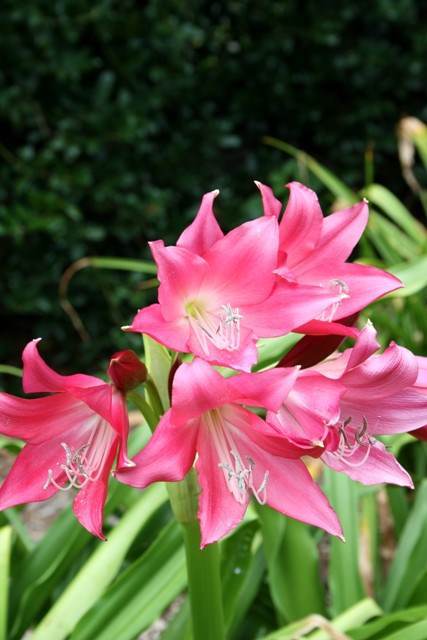 Crinum 'Ellen Bosanquet' - a 1910 Louis Bosanquet hybrid (possibly Crinum 'JC Harvey' x Crinum scabrum) was hybridized in Florida during the 1920s and named after his wife. (Avent)
