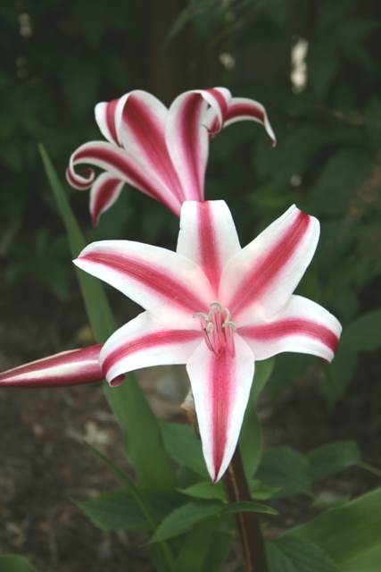 Crinum 'Fancy Pants' - a 2000 Dave Lehmiller cross of Crinum scabrum x Crinum zeylanicum (Avent)