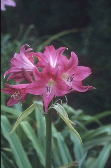 Crinum 'Faye Horn Buckle' - reportedly a Pat Malcolm hybrid, similar to Crinum 'Ellen Bosanquet' (Avent)