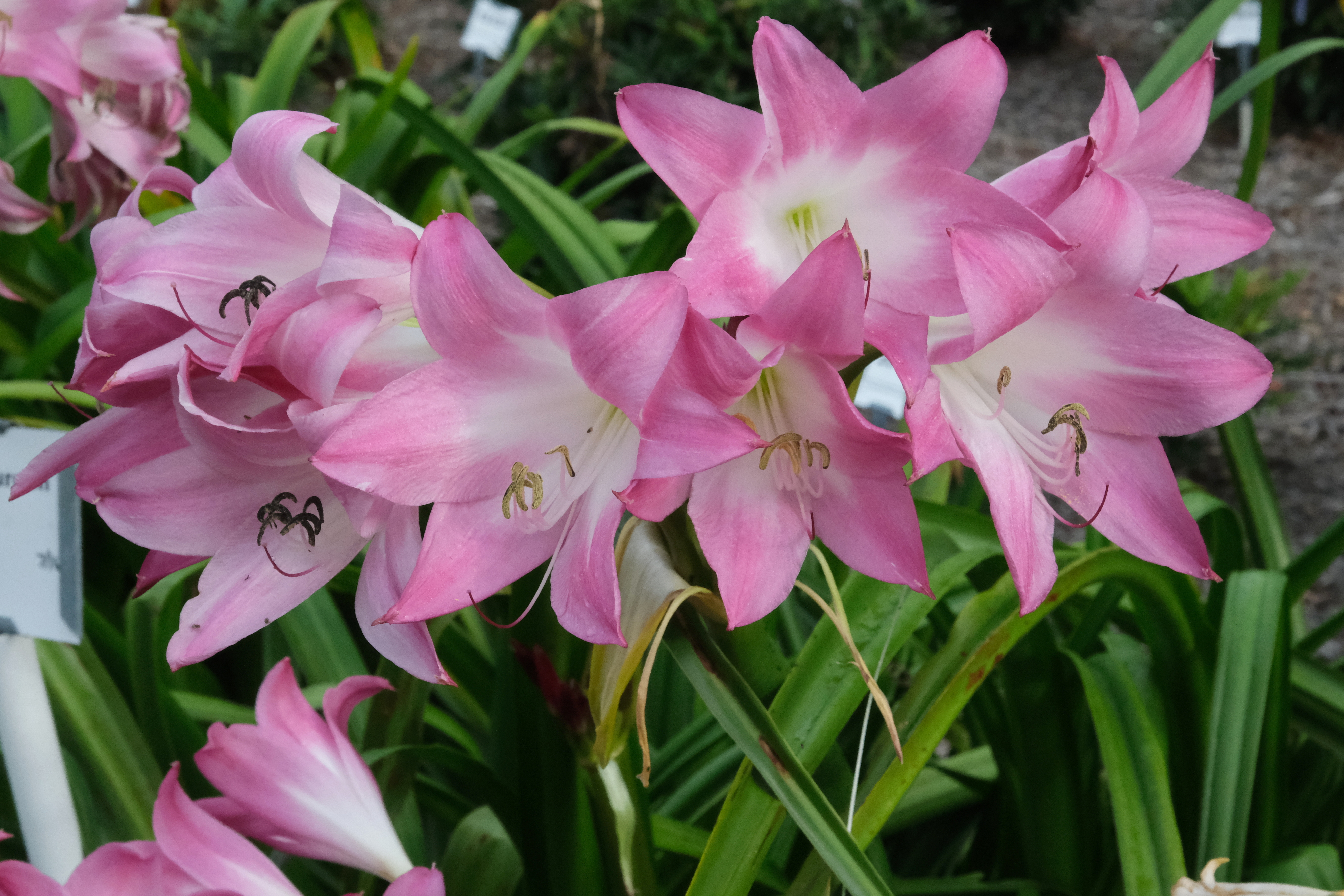 Crinum 'Kim Maureen' @ JLBG - a Jay Yourch hybrid, named after his wife