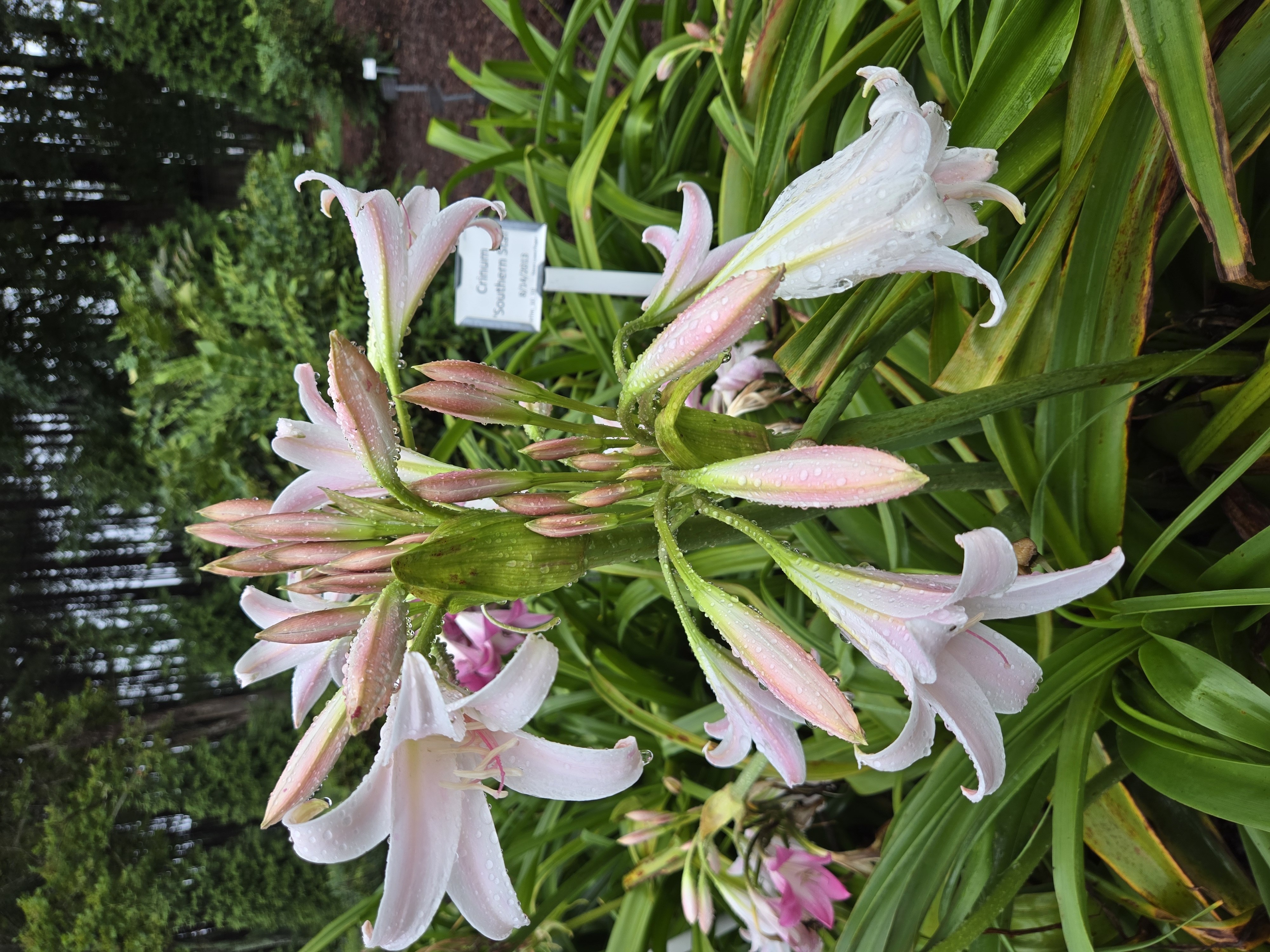 Crinum 'Kristin's Best Tan' @ JLBG - a 2000 Dave Lehmiller cross of Crinum variabile x (moorei x bulbispermum)
