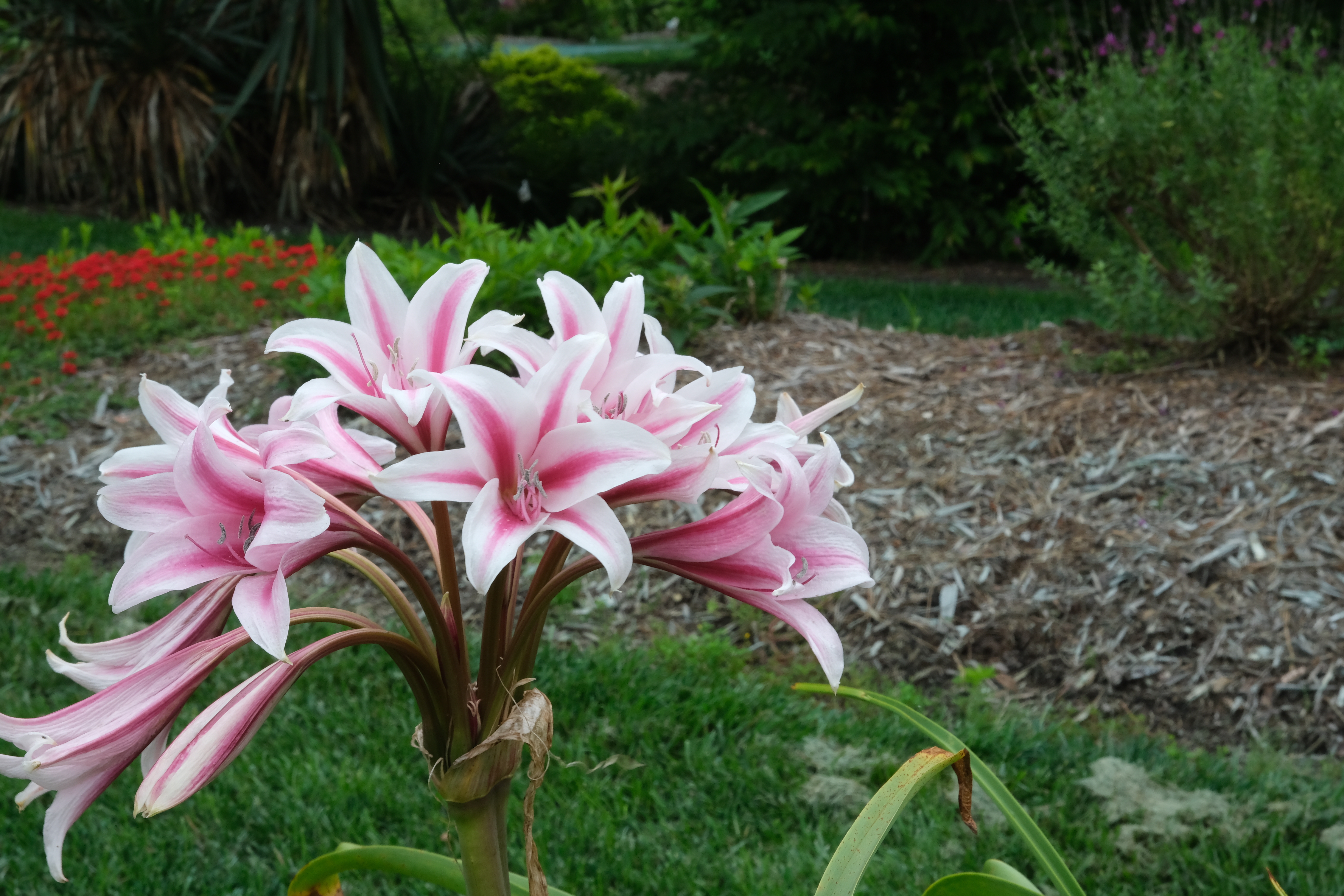 Crinum 'Mamie' @ JLBG
