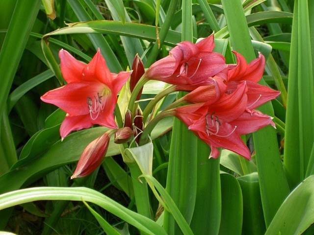 Crinum 'Mardi Gras' (H Kelly)