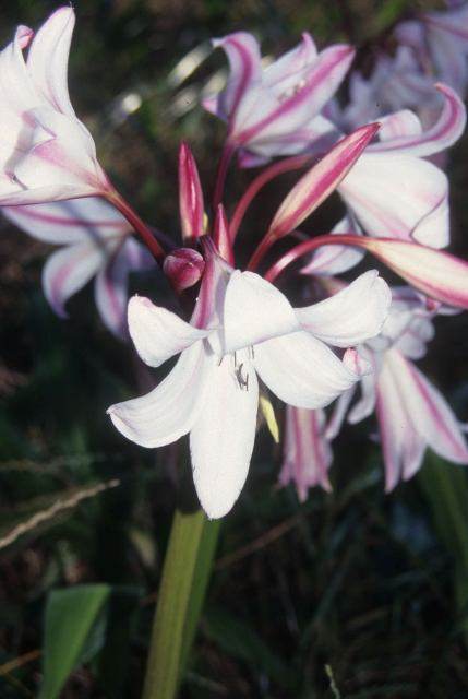 Crinum 'Nine Stripes' - a Pat Malcolm hybrid of Crinum 'Hannibal's White from Crinum album (not) x Crinum 'International' (Avent)