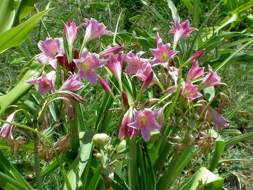 Crinum 'Norma Justine' - a Dave Lehmiller hybrid of Crinum bulbispermum x (moorei x bulbispermum) (H Kelly)
