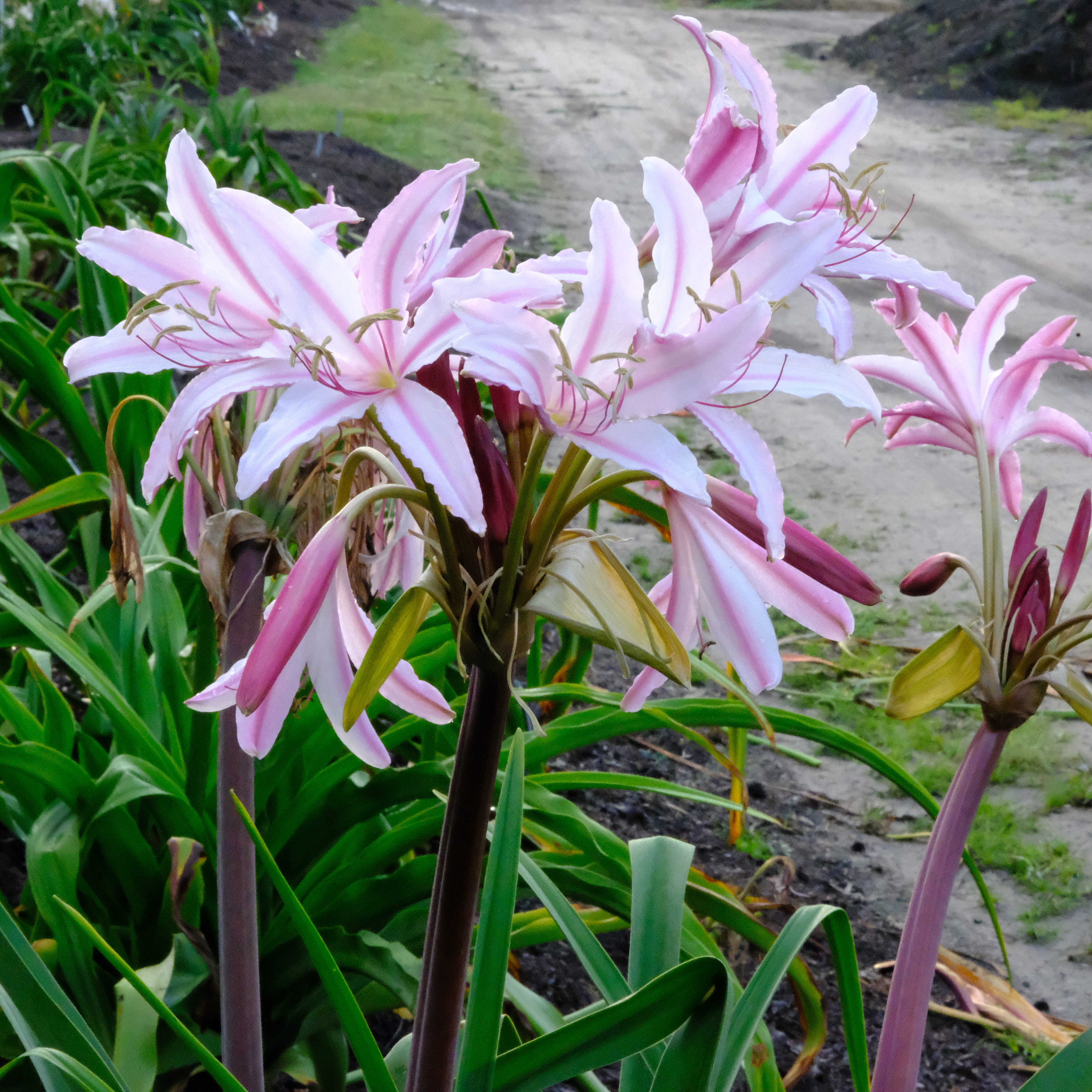 Crinum 'Razzleberry' @ JLBG - a PDN/JLBG hybrid #19-018, and future introduction