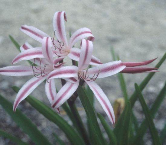 Crinum 'Southern Belle' (Avent)
