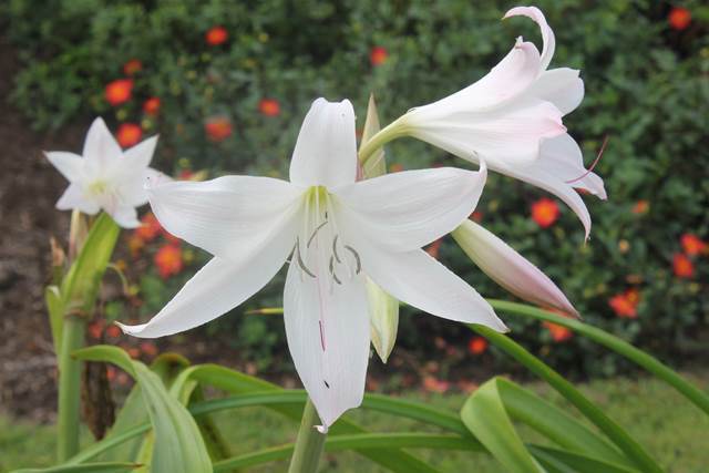 Crinum 'Southern Snowball' (Avent)