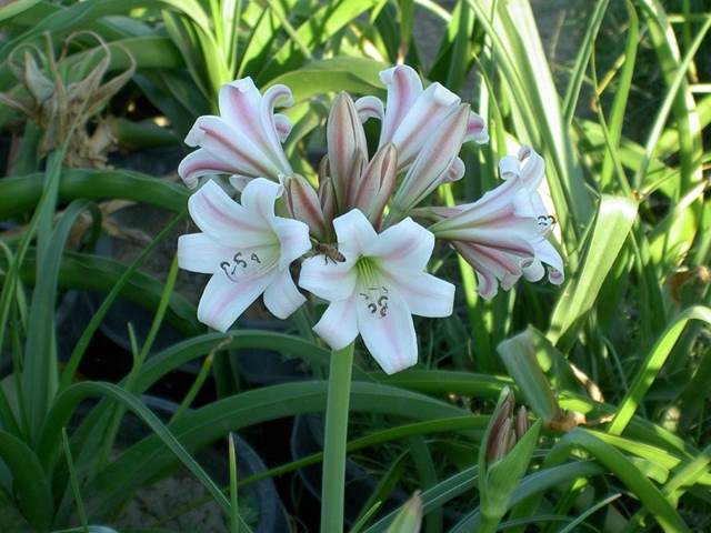 Crinum 'Strictly Feminine' - a Dave Lehmiller hybrid of Crinum variabile x lineare (H Kelly)
