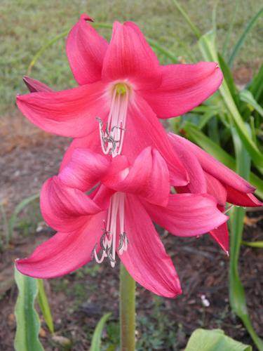 Crinum 'Sun Bonnet' (G Dees)