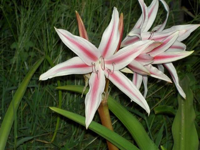 Crinum 'Talisman' - from N. Cameroon (H Kelly)
