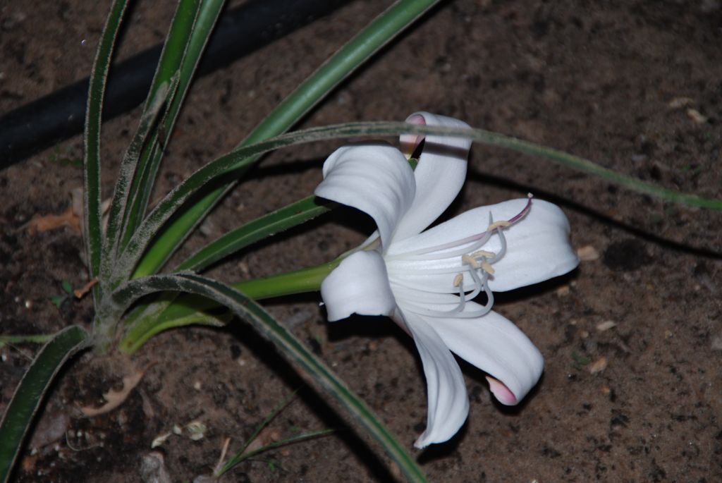Crinum acaule (Al Sisk)