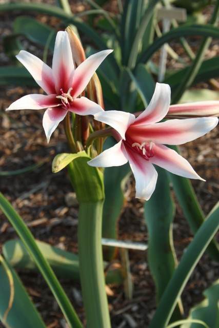 Crinum bulbispermum 'Orange River Basin' (Avent)