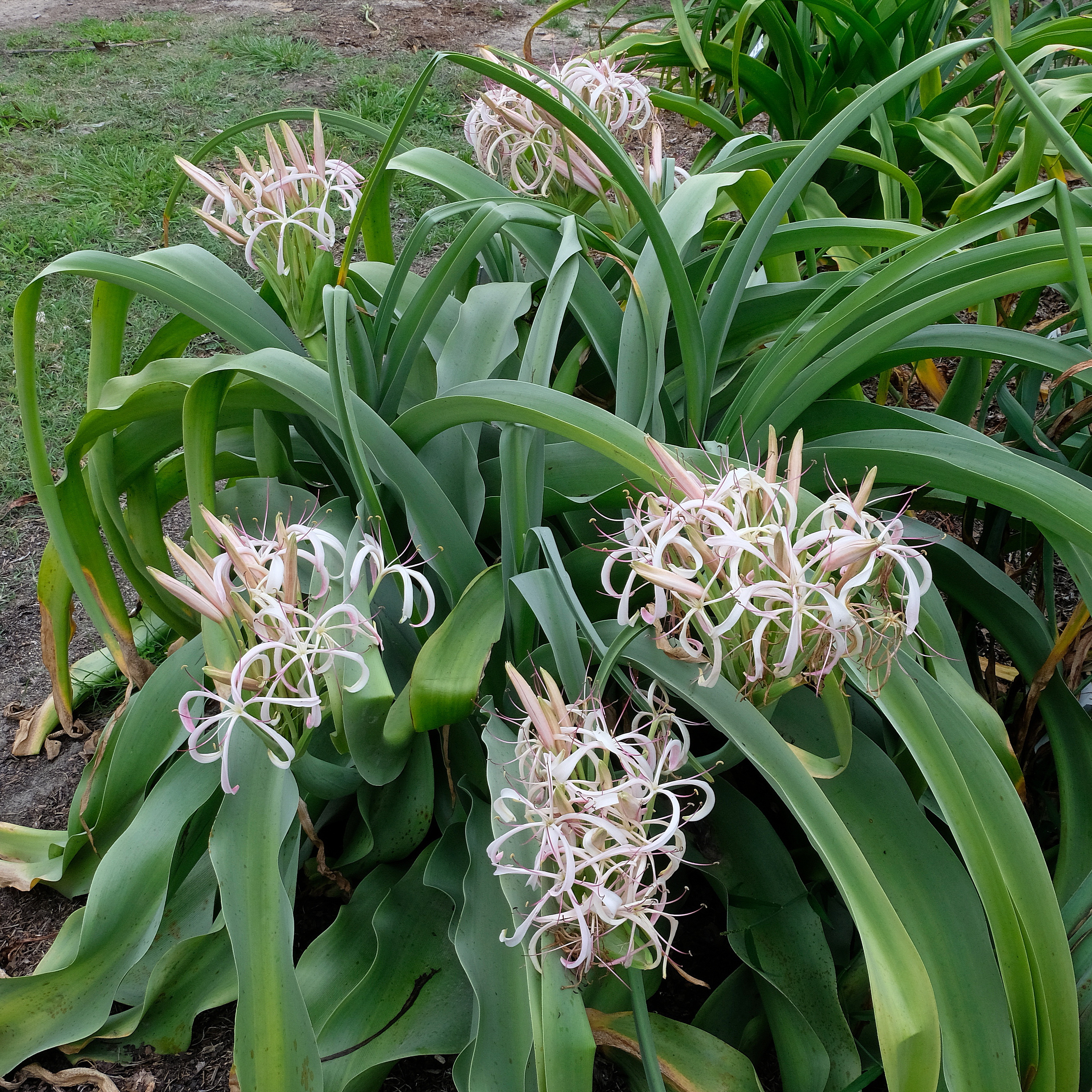 Crinum buphanoides 'Princess Bride' @ JLBG - a PDN/JLBG future introduction
