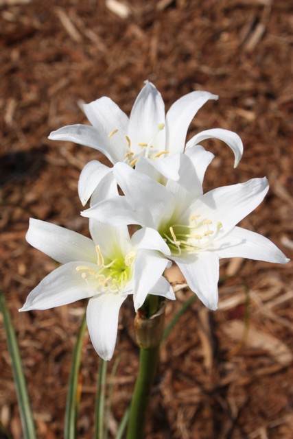 Crinum campanulatum A very rare white flowered form discovered in South Africa by Cameron McMaster (Avent)+D2389