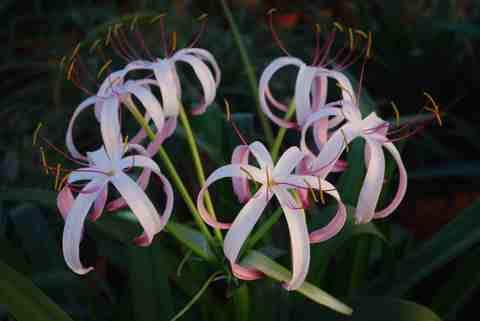 Crinum cruentum Mexico (D Lehmiller)