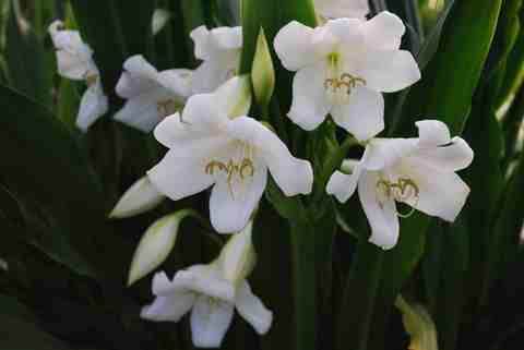Crinum jagus flowers (D Lehmiller)