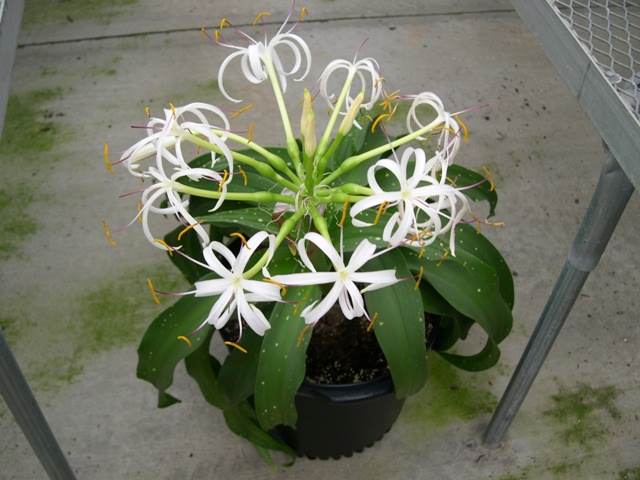 Crinum japonicum 'Han Ire' flowers (A Cabe)