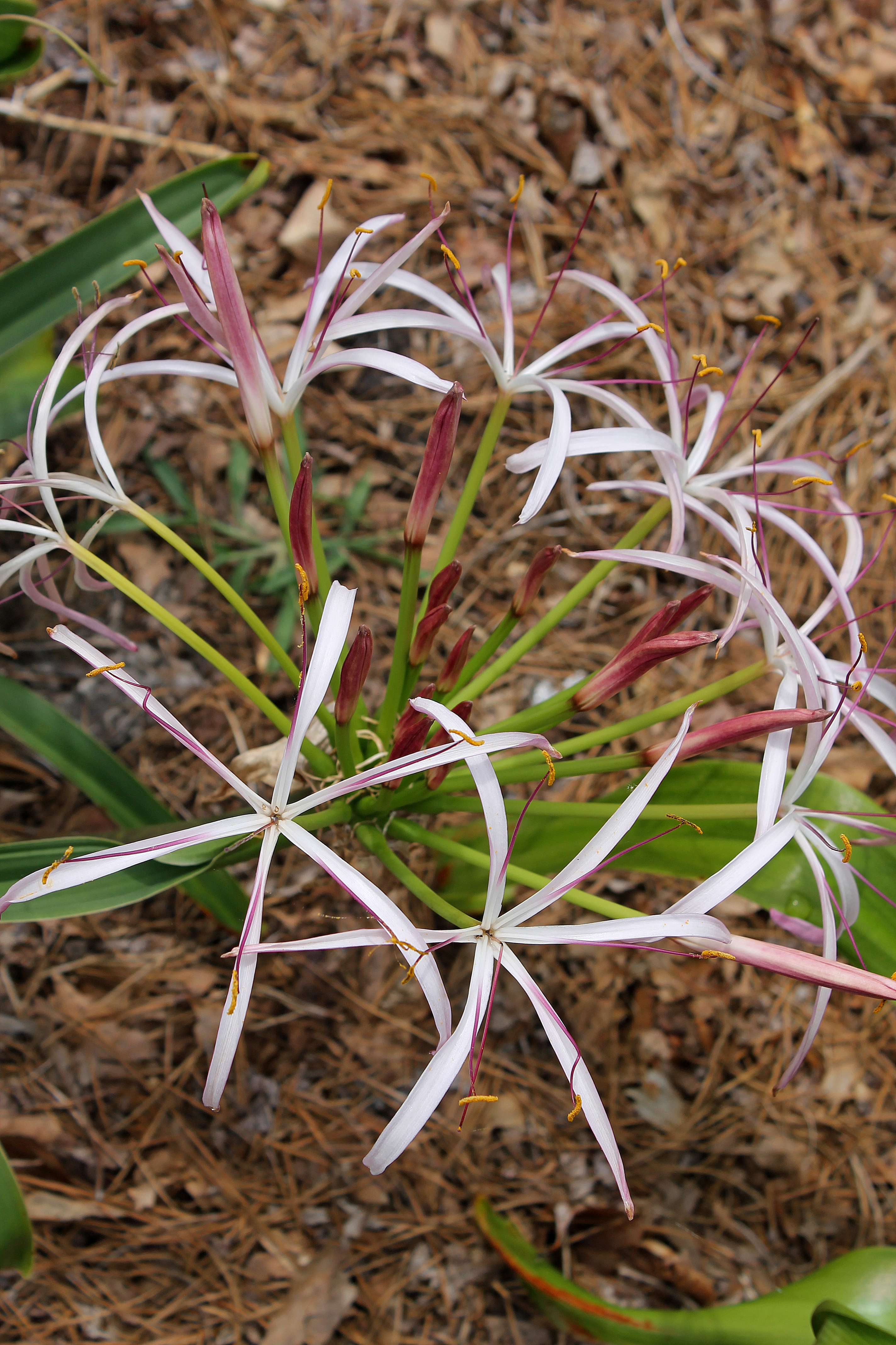 Crinum ligulatum 'Shooting Stars' @ JLBG - aka JLBG-001 - a PDN/JLBG selection from seed from Madagascar