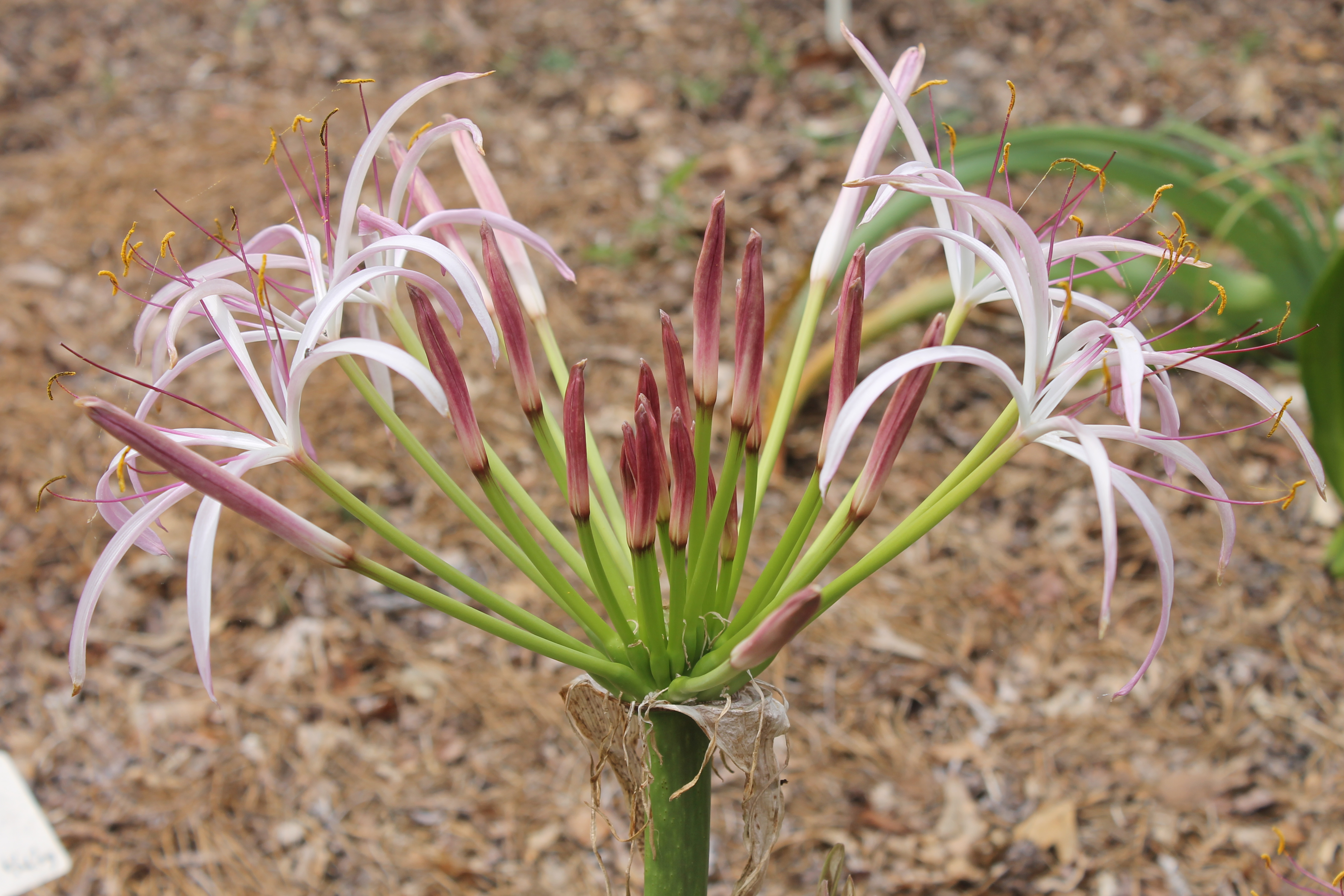 Crinum ligulatum 'Shooting Stars' @ JLBG, aka JLBG-001 - a PDN/JLBG selection from seed from Madagascar