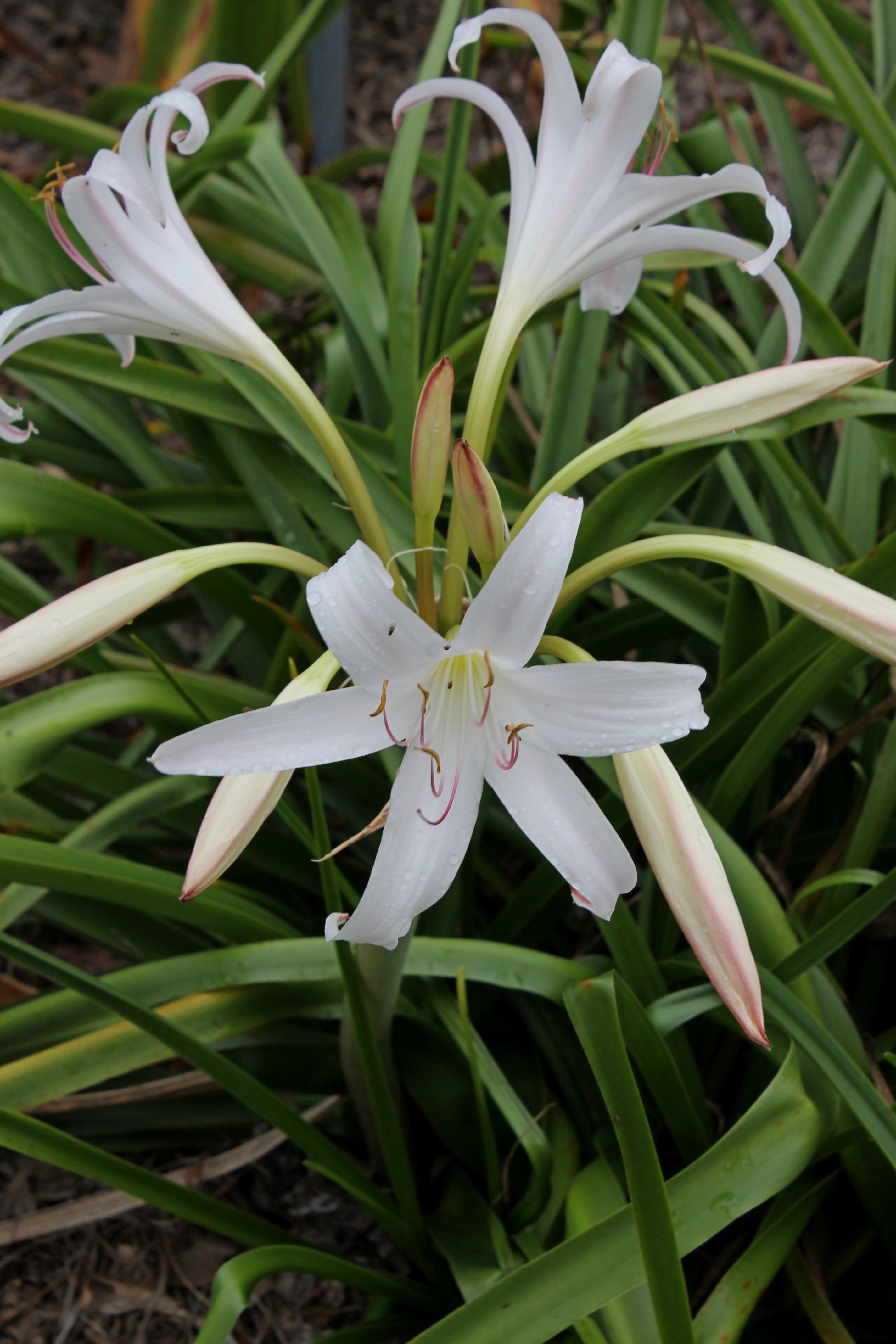 Crinum lugardiae 'White Dove' PDN008 - a PDN/JLBG selection