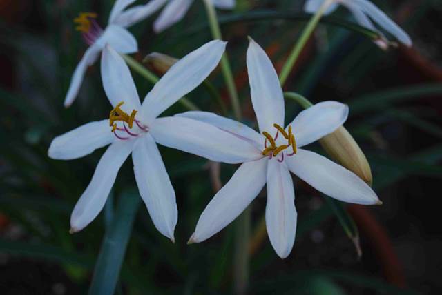 Crinum mccoyi (D Lehmiller)