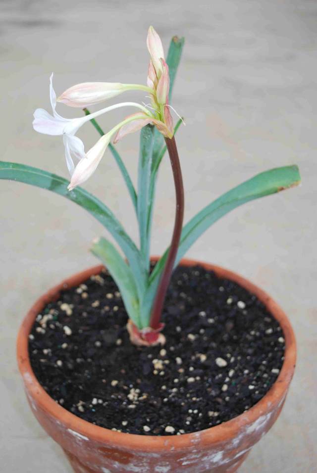Crinum modestum (D Lehmiller)
