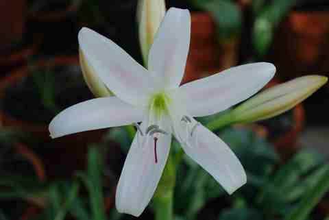 Crinum paludosum Natal (D Lehmiller)