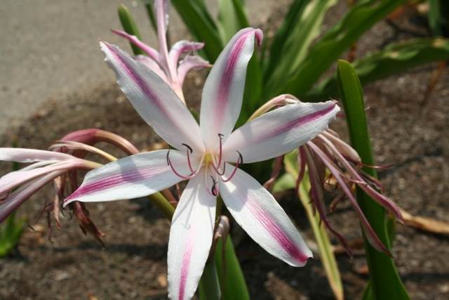 Crinum x baconi 'Southern Belle' (A Cabe)