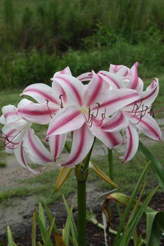 Crinum x digweedii 'Connor White' - a Nestor White introduction of a Greg Pettit seedling (Avent)