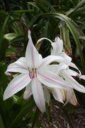 Crinum x digweedii 'Morgan White' - a found crinum named by Nestor White, but probably the same as C. 'Royal White' (Avent)