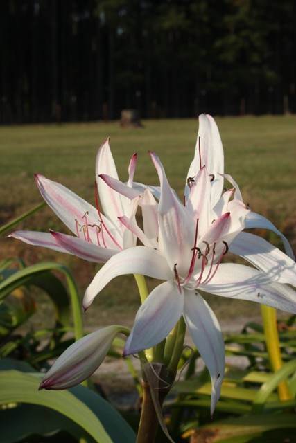 Crinum x digweedii 'Nassau' (Avent)