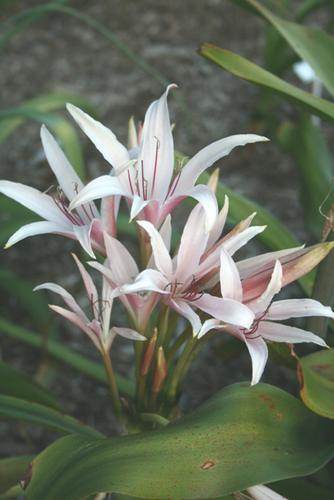 Crinum x eboracii 'Twelve Apostles' - a hybrid of Crinum bulbispermum x Crinum asiaticum (Avent)