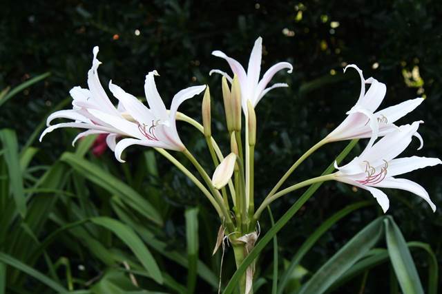 Crinum x eboracii 'Twelve Apostles' (Avent)