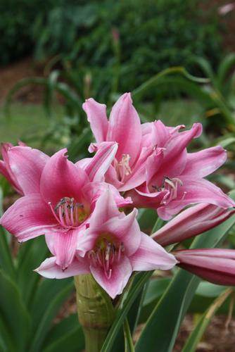 Crinum x herbertii 'Thaddeus Howard' - a Thad Howard of Crinum bulbispermum x Crinum scabrum (Avent)