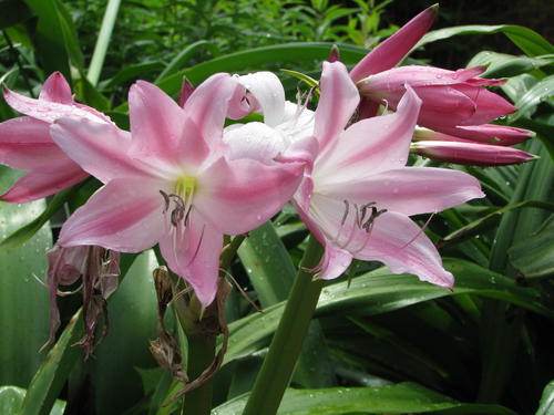 Crinum x worsleyi 'Garden Party' - a 1977 Thad Howard hybrid of Crinum scabrum x Crinum 'Carnival' (A Cabe)