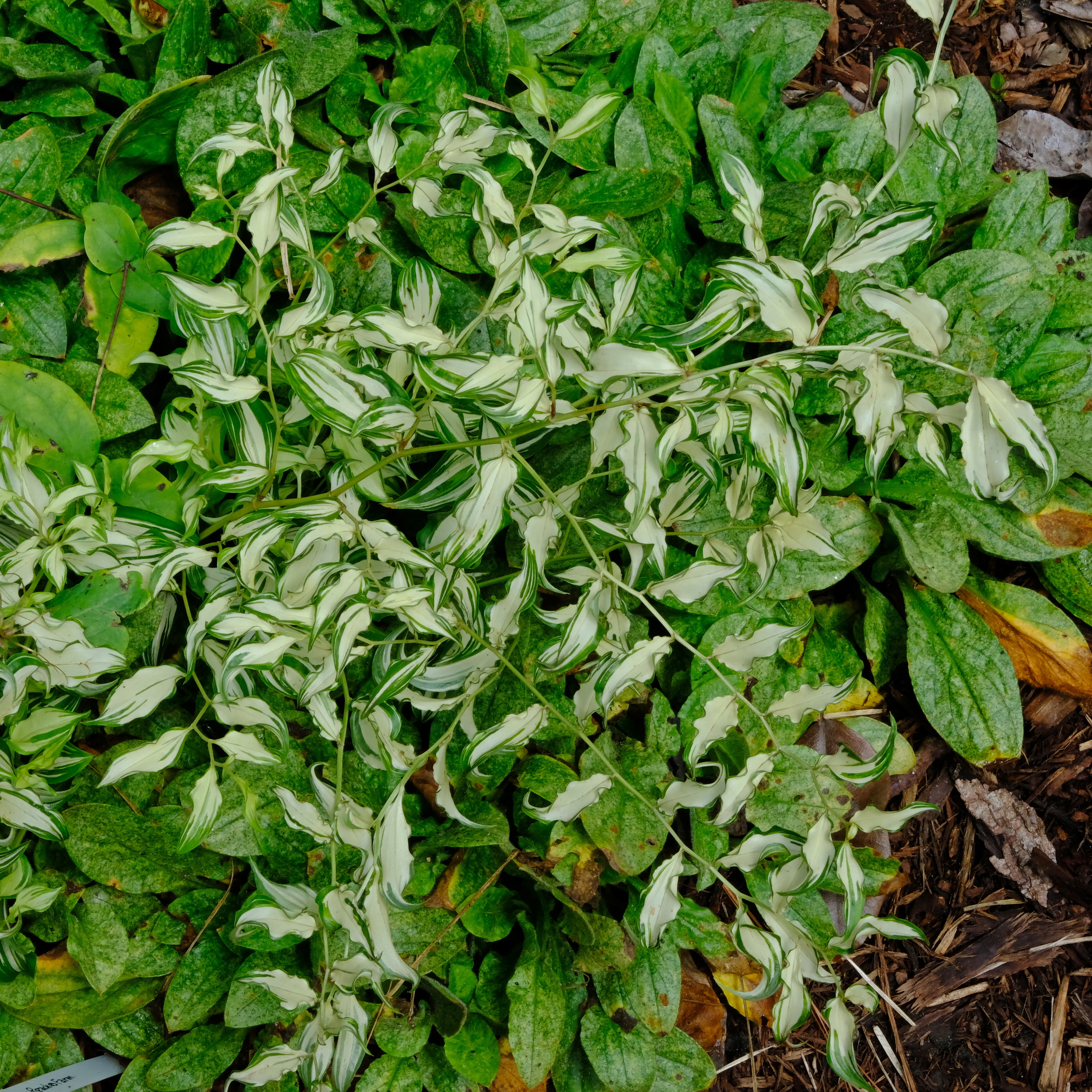 Disporum longistylum 'Moonlight' @JLBG