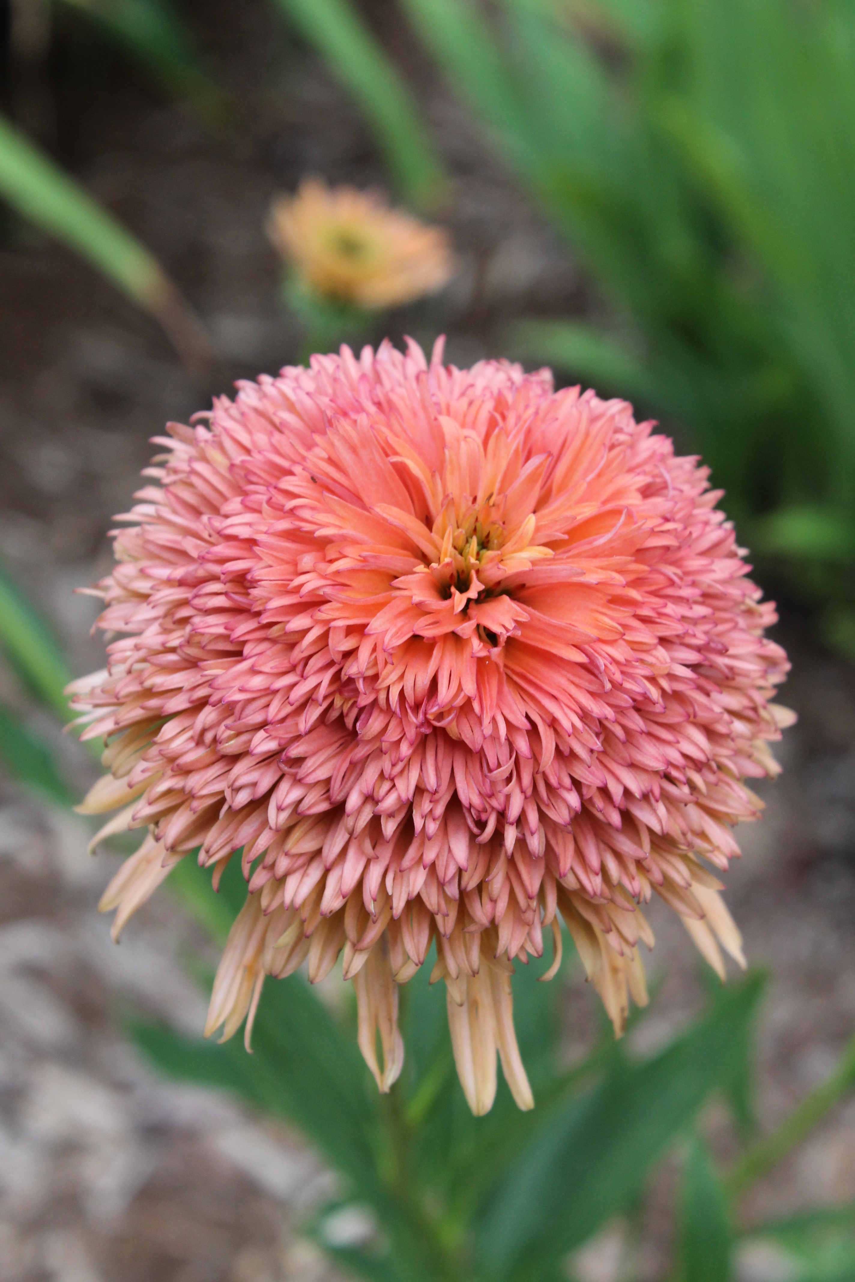 Echinacea 'Colorburst Orange' @ JLBG