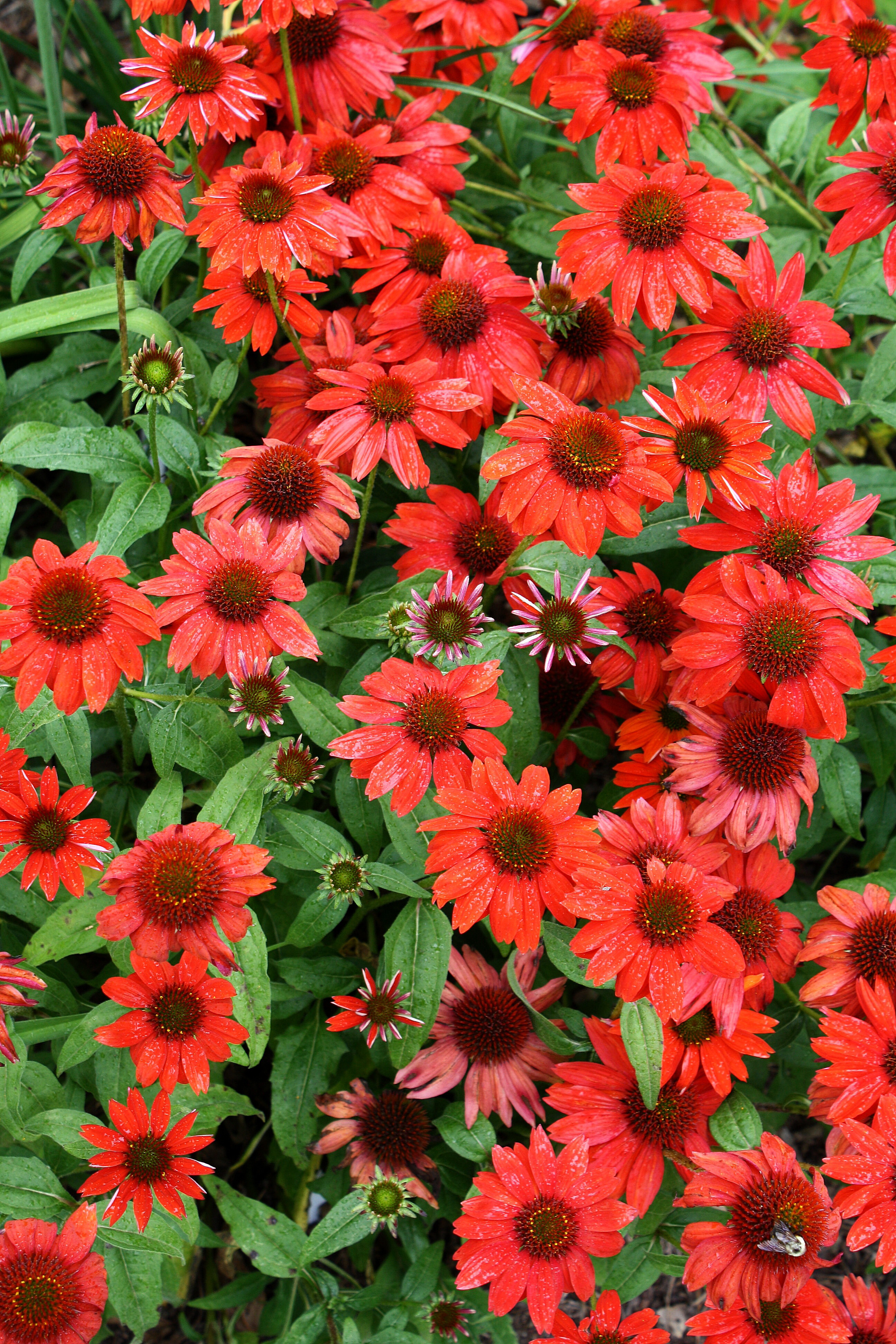 Echinacea 'Salsa Red' @ JLBG