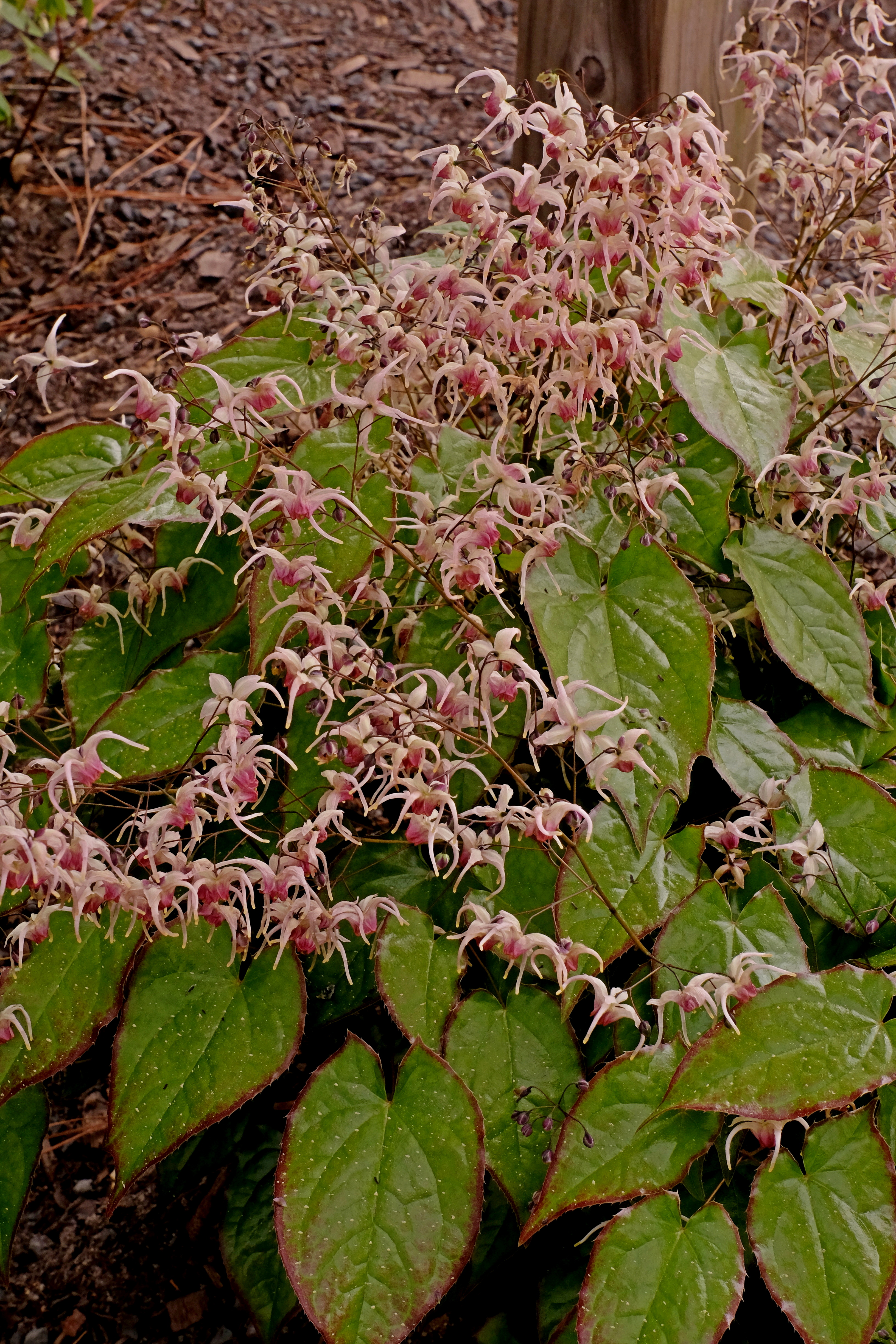 Epimedium 'Rise and Shine' @ JLBG (PDN12-039) - a 2020 JLBG/PDN introducton
