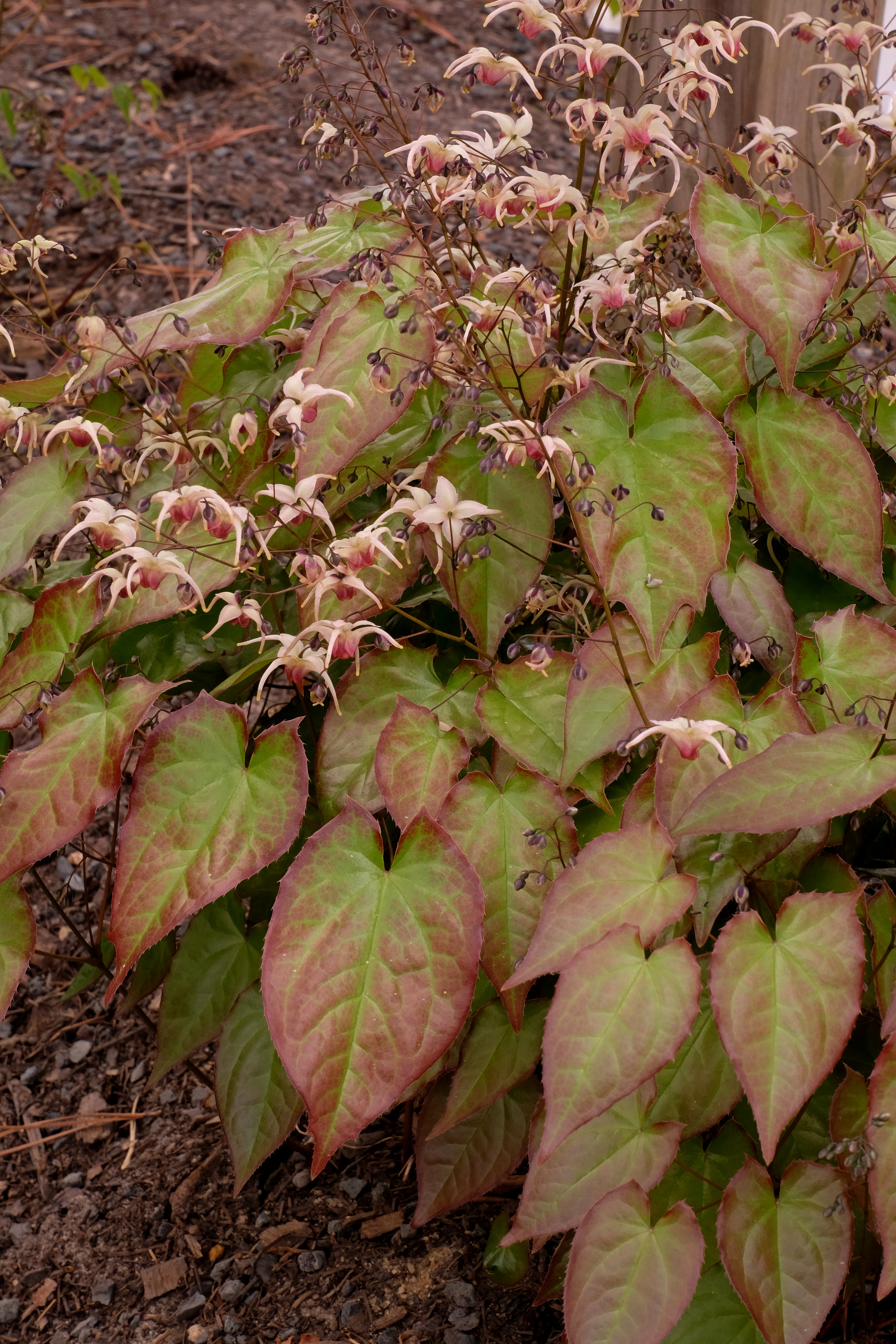 Epimedium 'Rise and Shine' @ JLBG (PDN12-039) - a 2020 JLBG/PDN introducton
