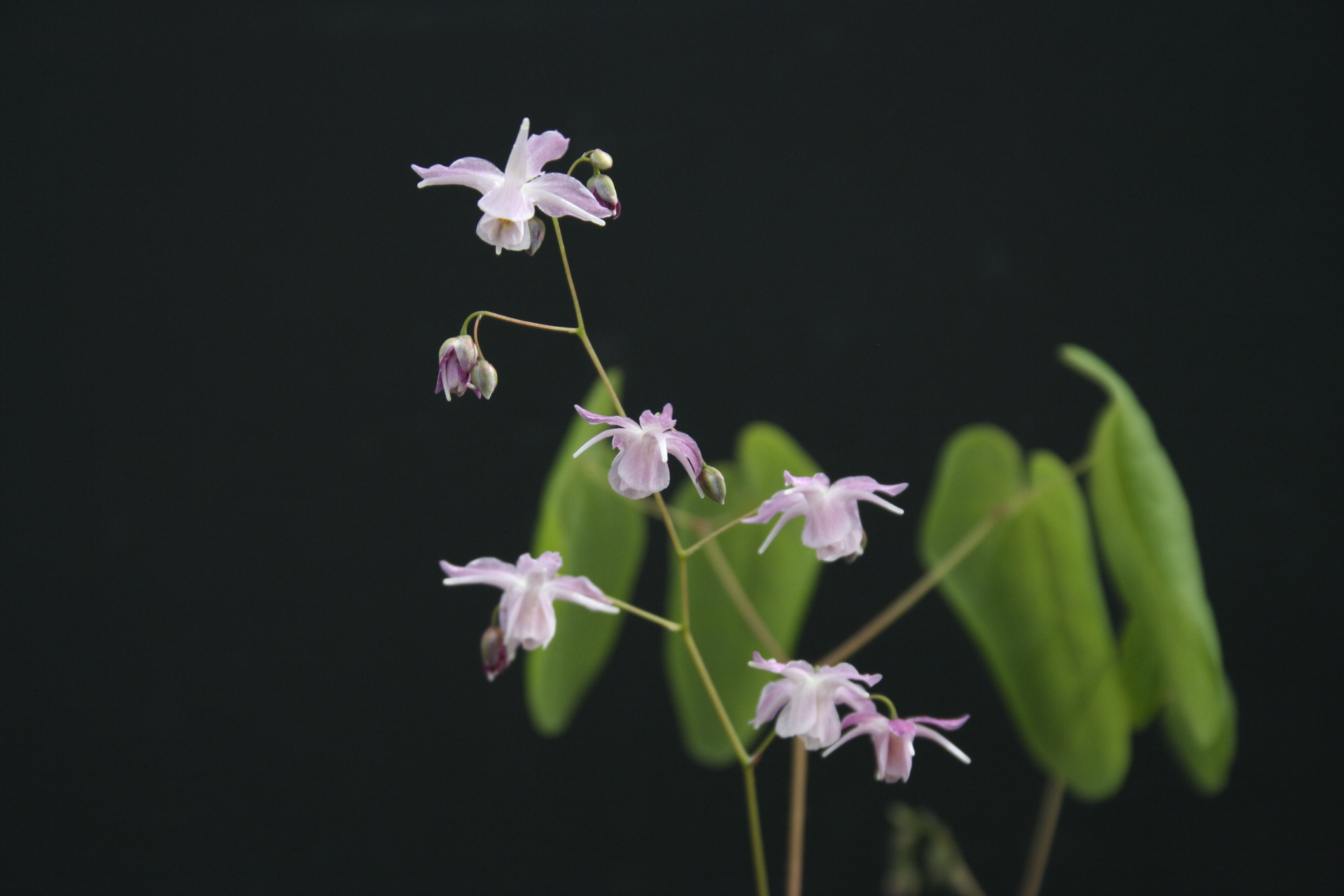 Epimedium 'Shizuka Gozen' @ Japan  (T. Izumi)