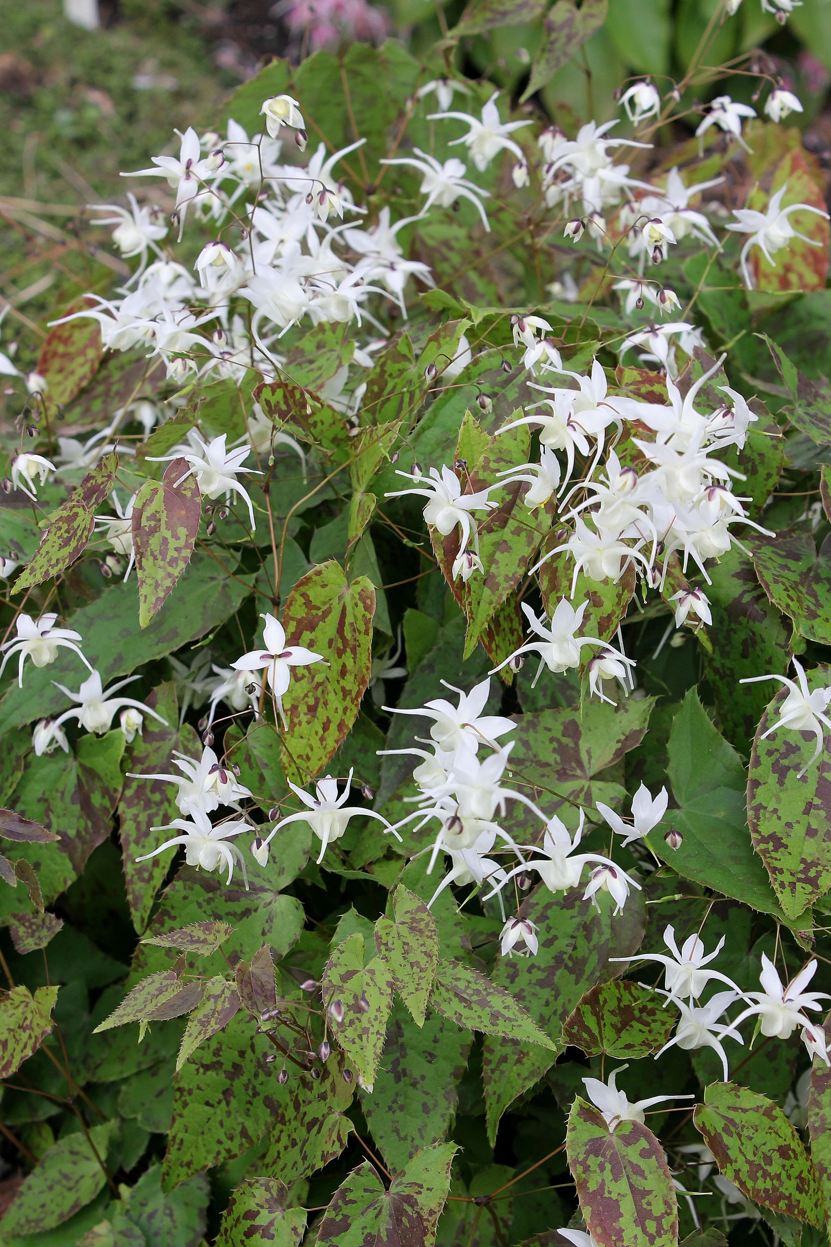 Epimedium 'Splish Splash' @ JLBG (PDN07-002) - a	2013 JLBG/PDN introduction

