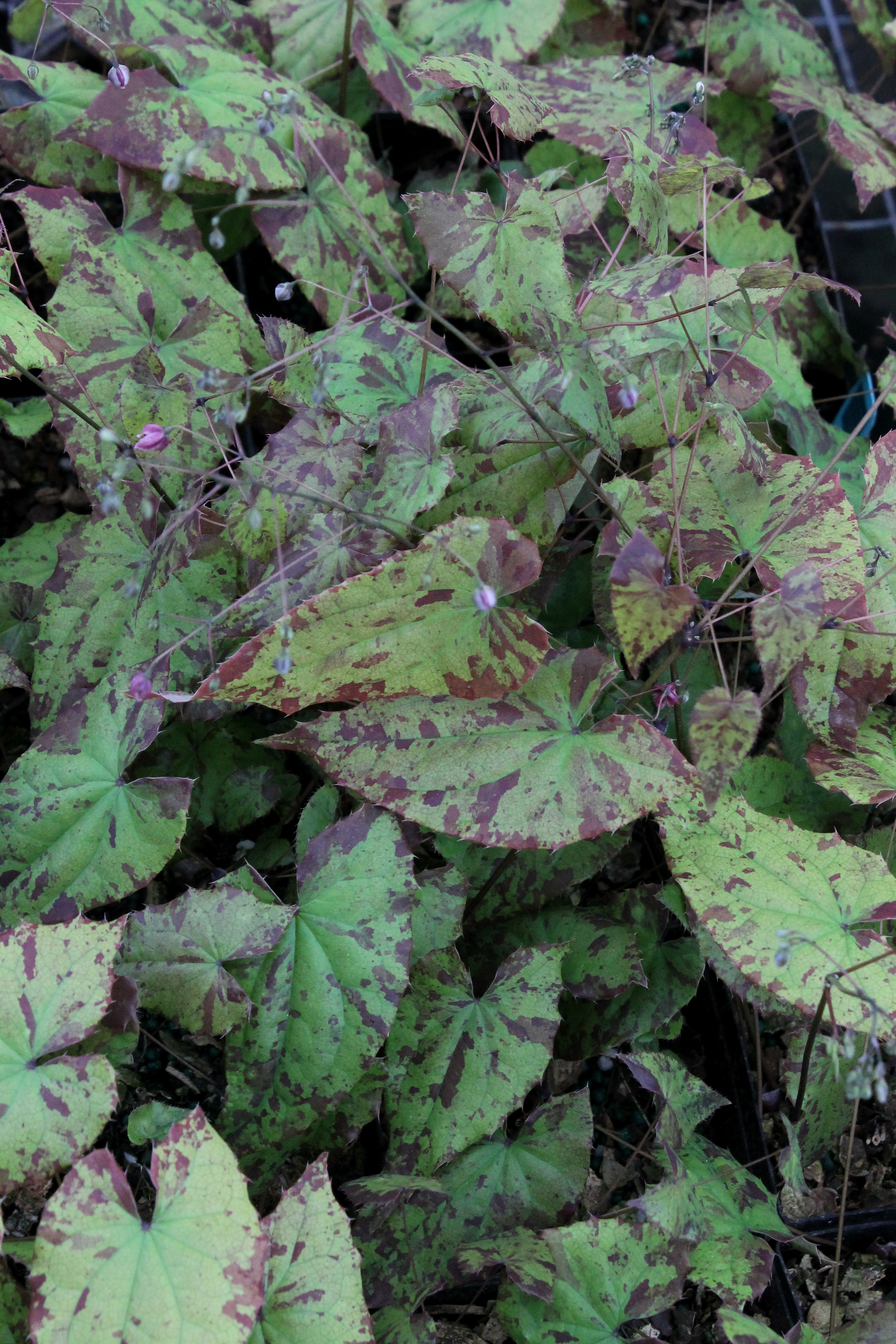 Epimedium 'William Stearn' @ JLBG - a Robin White hybrid named after the late Professor William Stearn, who completed the updated monograph 